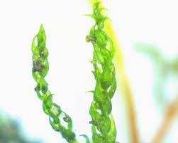 Attēlu rezultāti vaicājumam “Hygroamblystegium varium”