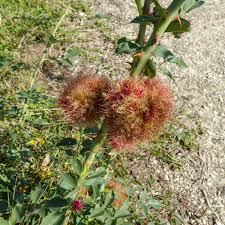 Attēlu rezultāti vaicājumam “Diplolepis rosae”