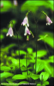 Attēlu rezultāti vaicājumam “Linnaea borealis fruit”