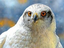 Image result for Goshawks G C