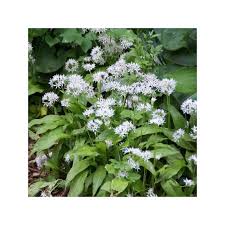 Attēlu rezultāti vaicājumam “Allium ursinum”