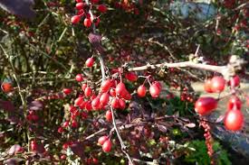 Attēlu rezultāti vaicājumam “Berberis thunbergii fruit”