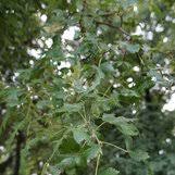 Attēlu rezultāti vaicājumam “Tilia platyphyllos Laciniata”