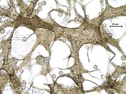 Attēlu rezultāti vaicājumam “Cribraria vulgaris”