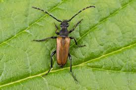 Attēlu rezultāti vaicājumam “Paracorymbia maculicornis imago”