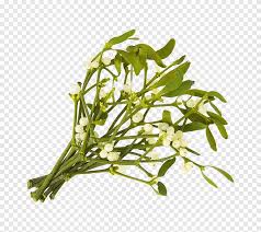 Attēlu rezultāti vaicājumam “Viscum album leaf”