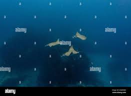 Image result for Mobula hypostoma