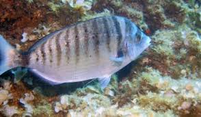 Image result for Diplodus puntazzo