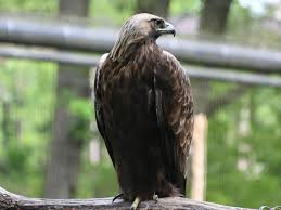 Attēlu rezultāti vaicājumam “Aquila chrysaetos”