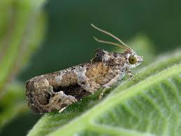 Attēlu rezultāti vaicājumam “Eudemis porphyrana”