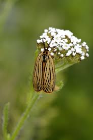 Attēlu rezultāti vaicājumam “Spiris striata”