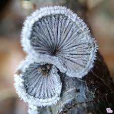 Attēlu rezultāti vaicājumam “Schizophyllum commune”