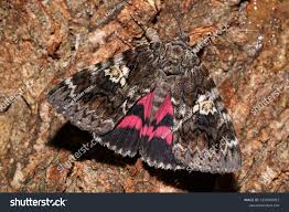 Attēlu rezultāti vaicājumam “Catocala sponsa”