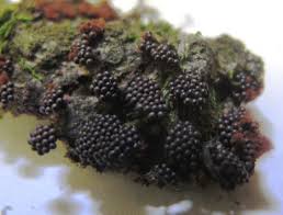 Attēlu rezultāti vaicājumam “Metatrichia vesparia”