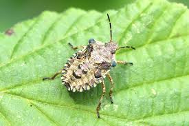 Attēlu rezultāti vaicājumam “Tritomegas bicolor nymph”