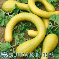 Image result for tromboncino