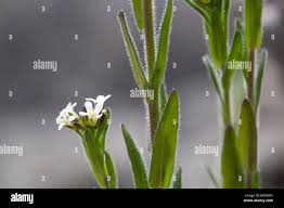 Attēlu rezultāti vaicājumam “Arabis hirsuta flower”