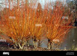 Attēlu rezultāti vaicājumam “Salix alba var. vitellina”