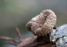 Attēlu rezultāti vaicājumam “Encoelia furfuracea”