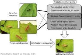 Attēlu rezultāti vaicājumam “Dicyphus nymph”