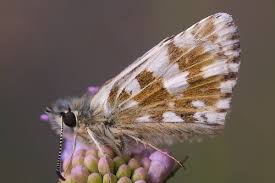 Attēlu rezultāti vaicājumam “Pyrgus serratulae upperside”