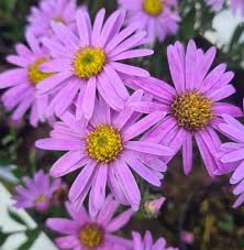 Image result for Aster amellus