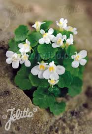 Attēlu rezultāti vaicājumam “Saxifraga cymbalaria flower”