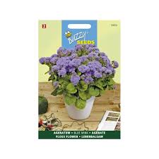 Image result for Ageratum mexicanum