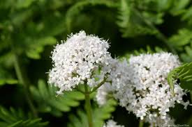 Attēlu rezultāti vaicājumam “Valeriana officinalis bud”