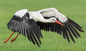 Attēlu rezultāti vaicājumam “Ciconia ciconia”