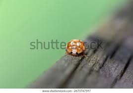 Attēlu rezultāti vaicājumam “Calvia decemguttata larva”