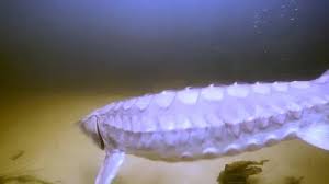 Image result for Acipenser desotoi