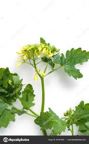 Attēlu rezultāti vaicājumam “Sinapis alba flower”