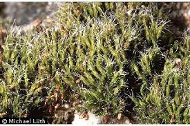 Attēlu rezultāti vaicājumam “Grimmia pulvinata”