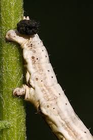 Attēlu rezultāti vaicājumam “Horisme vitalbata”