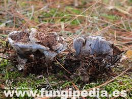 Attēlu rezultāti vaicājumam “Hydnellum ferrugineum”