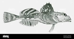Image result for Myoxocephalus octodecemspinosus