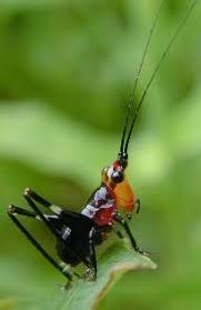 Attēlu rezultāti vaicājumam “Tettigoniodea”