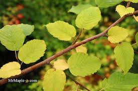 Attēlu rezultāti vaicājumam “Carpinus betulus”