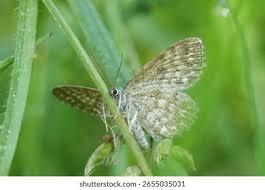 Attēlu rezultāti vaicājumam “Scopula floslactata imago”