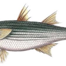 Image result for Chelon saliens