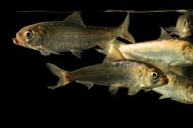 Image result for Alosa pseudoharengus