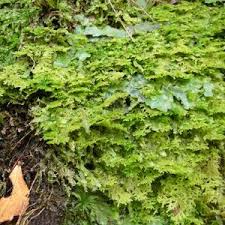 Attēlu rezultāti vaicājumam “Trichocolea tomentella sporophyte”