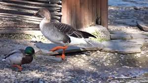 Image result for Anser fabalis