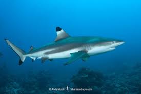 Image result for Carcharhinus melanopterus