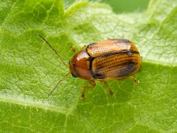 Attēlu rezultāti vaicājumam “Cryptocephalus pusillus”