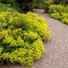 Image result for Alchemilla mollis