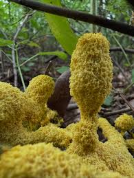 Attēlu rezultāti vaicājumam “Lycogala miserum”