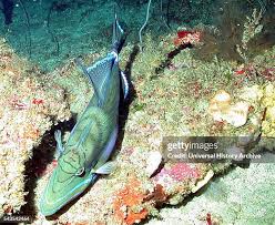 Image result for Balistes vetula