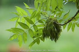 Attēlu rezultāti vaicājumam “Fraxinus excelsior leaf”